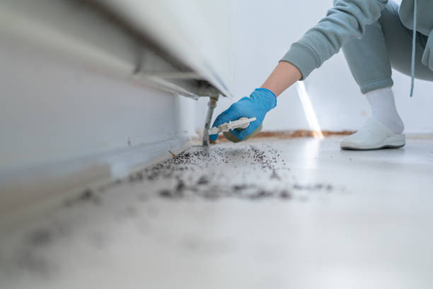 Best Termite Control Services  in Akron, CO